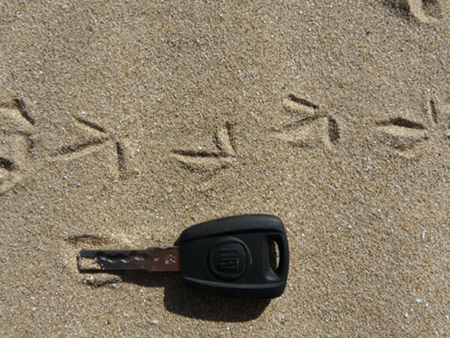 Tracce di fratino sulla spiaggia